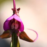 Orchidaceae disa racemosa